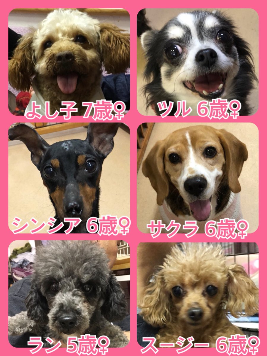 🎄今日はクリスマス✨今日の里親様募集中ワンコ🐶メンバーです🐾2019,12,25